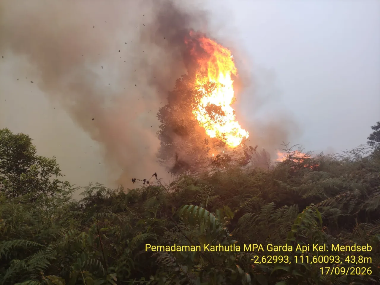 Kemarau Panjang Picu Kebakaran, Api di Lahan Gambut Mandawai Sebrang Kembali Membesar